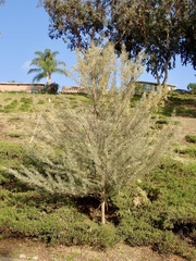 Acacia aneura