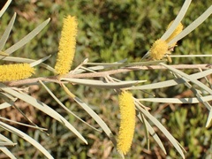 Acacia aneura