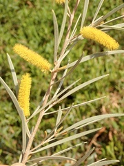Acacia aneura