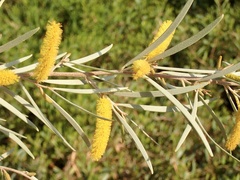 Acacia aneura