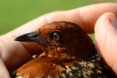 Sarothrura elegans