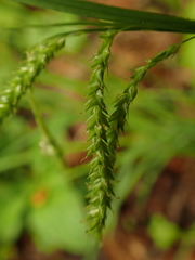 Carex prasina