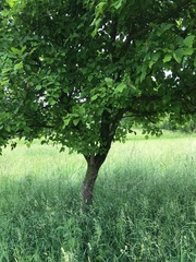 Crataegus mollis