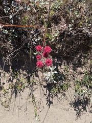 Eriogonum grande