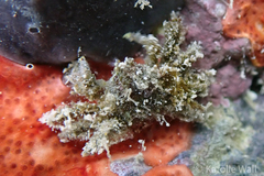 Schizophroida hilensis