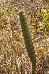 Acanthocereus tetragonus