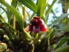 Maxillaria variabilis