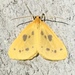 Little Beggar Moth - Photo (c) John Trent, some rights reserved (CC BY-NC-ND), uploaded by John Trent