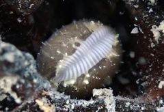 Trivirostra hordacea