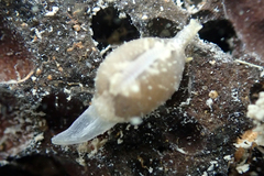 Trivirostra hordacea