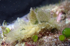 Polybranchia samanthae