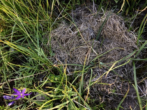 iNaturalist observation photo of Meadow Voles