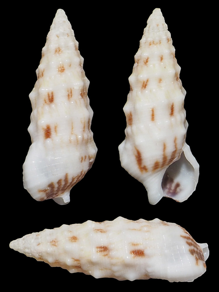 Cerithium egenum