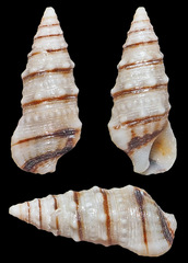 Cerithium egenum