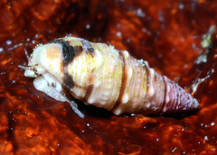 Cerithium egenum