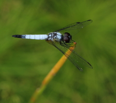 Aethriamanta gracilis