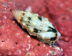 Cerithium egenum