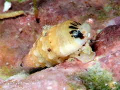 Cerithium egenum