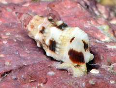 Cerithium egenum