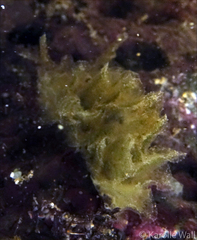 Polybranchia jensenae