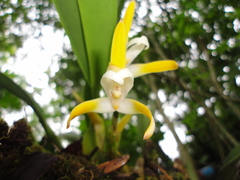 Maxillaria ringens