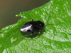 Slaterocoris