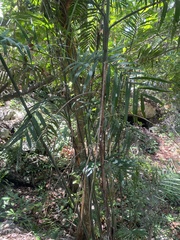 Chamaedorea seifrizii