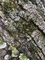 Orthotrichum ohioense