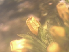 Orthotrichum ohioense