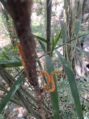 Chamaedorea seifrizii