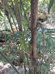 Chamaedorea seifrizii