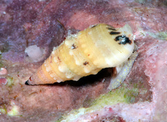 Cerithium egenum