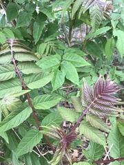 Ailanthus