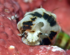 Cerithium egenum