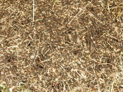 Formica obscuripes