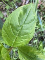 Pokeweed mosaic virus