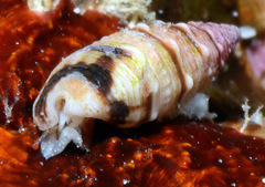 Cerithium egenum