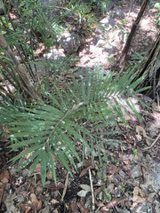 Chamaedorea seifrizii