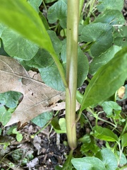 Pokeweed mosaic virus