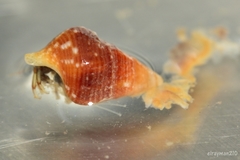 Pagurixus