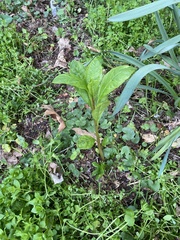 Pokeweed mosaic virus