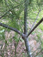 Pinus