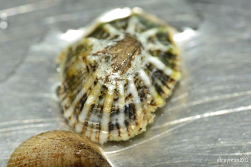 Siphonaria maura