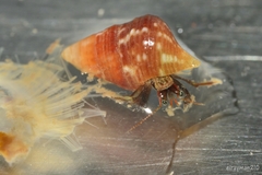 Pagurixus