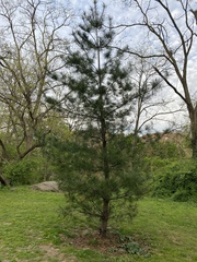 Pinus