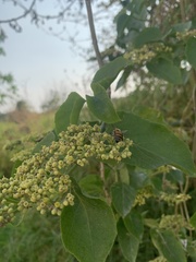 Apis mellifera