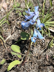 Corydalis fumariifolia azurea