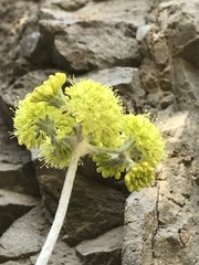 Eriogonum crocatum