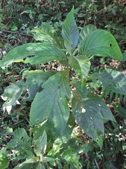 Justicia carnea