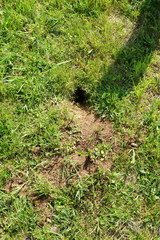 Spermophilus citellus